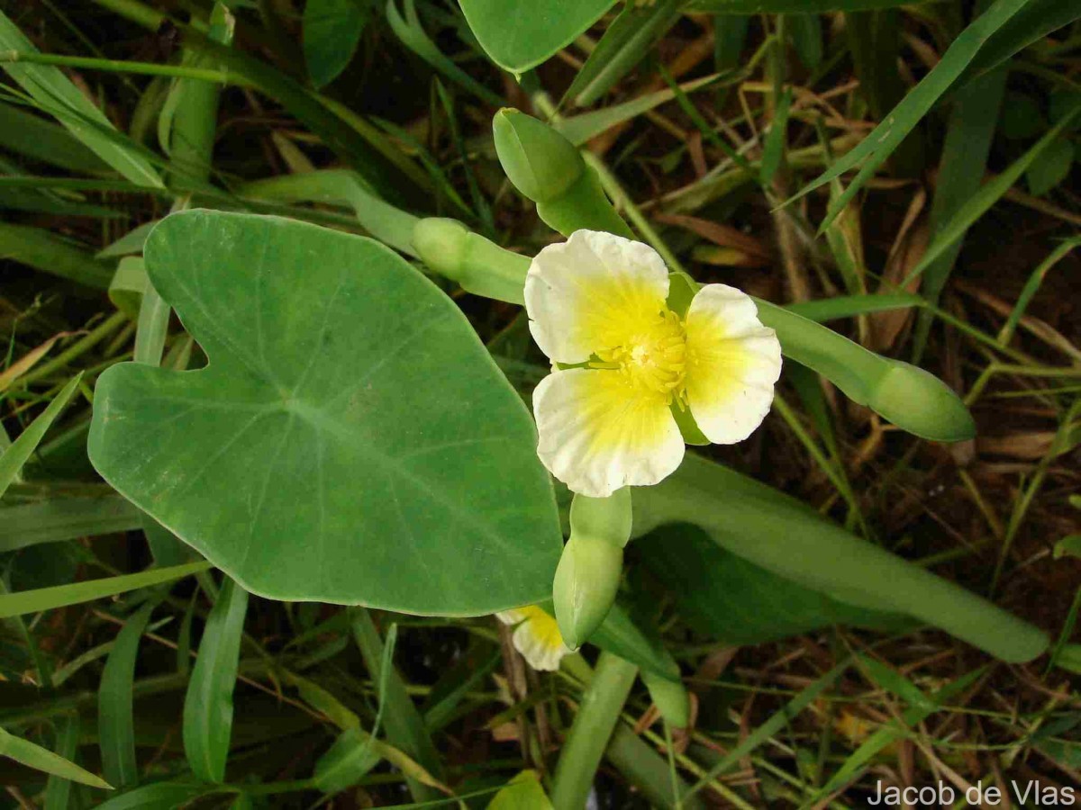 Limnocharis flava (L.) Buchenau